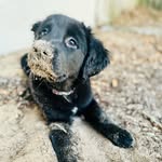 Ruby 🌹 August - @rubyrose_retriever - Instagram