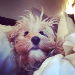 🐶RUBY BARNES🐶 - @_ruby_barnes_ - Instagram