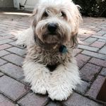 Ruby Bates - @rubesthewheaten - Instagram