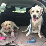 Ruby & Baxter 🐶 - @ruby.and.baxter - Instagram