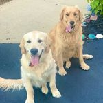 Ruby and Baxter - @ruby_baxter18 - Instagram