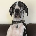 Ruby Baxter - @rubyythegreatdane - Instagram