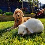 Ruby Bell - @ruby.thespaniel - Instagram