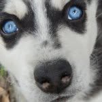 I Love Huskies So Much - @rubybooker1d - Instagram