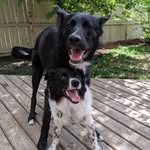 Ruby & Booker - @little.rascals.yyc - Instagram