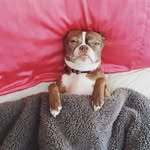 Hi! I'm Ruby a Boston Terrier - @ruby_theredboston - Instagram