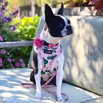 Ruby 🌸 |  Boston Terrier - @ruby_the_bostont - Instagram