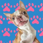 Ruby - aka Ruru - @ruby_boston_terrier1 - Instagram