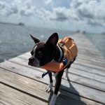 Ruby = a puppy Boston Terrior - @rubygirlatx - Instagram