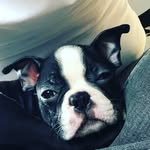Ruby 🐶 - @ruby_bostonterrier_madrid - Instagram