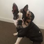 Ruby Boston Terrier Sroka - @rubybostonterriersroka - Instagram
