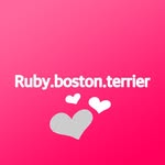Ruby Boston Terrier™ - @ruby.boston.terrier - Instagram
