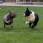 Ruby❤& Elsa_BlueFrenchie💙 - @ruby_bostonterrier - Instagram