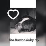 Ruby Ray The Boston - @the.boston.ruby.ray - Instagram