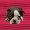 Ruby_RedBoston - @ruby_redboston - TikTok