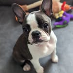Ruby Roo | Boston Terrier - @rubyroo_bostonterrier - Instagram