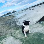 Ruby - @ruby_boston.terrier - Instagram