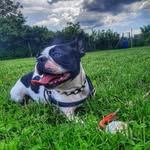 Ruby - @ruby_boston_terrier - Instagram