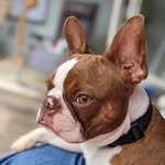 Ruby the Bossy Boston - @rubythebossyboston - Instagram