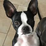 Ruby The Boston🐶 - @ruby_the_boston_ - Instagram