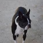 Ruby The Boston - @a_boston_named_ruby - Instagram