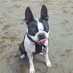 Ruby the Boston - @boston_ruby - Instagram