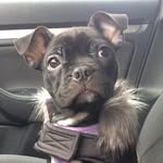 Ruby the Boston - @rubyinhalifax - Instagram