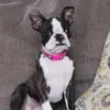 Ruby the Boston Terrier - @ruby.the.boston - TikTok