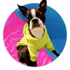 Ruby the Boston Terrier - @just_sweet_ruby - TikTok