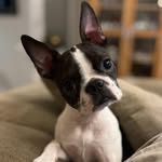 Ruby The Boston Terrier - @rubythebostonlv - Instagram