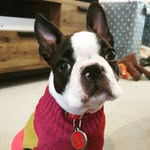 Ruby The Boston Terrier - @thebostonruby - Instagram