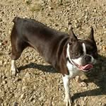 Ruby the Boston Terrier - @boston_terrier_ruby - Instagram