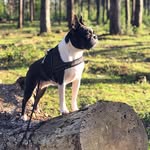 Ruby the Boston Terrier - @ruby_boston - Instagram