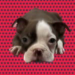 Ruby The Boston Terrier 🐶♦️ - @ruby_redboston - Instagram
