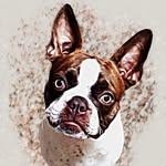 Ruby The Boston Terrier 🐾 - @ruby.theboston - Instagram