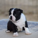 Vivi Ruby - @ruby_boston_terrier_france - Instagram