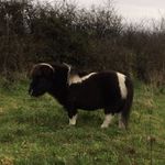 Scarlett Ruby Burrell - @x.myshetlandponies.x - Instagram