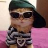 Swag Cat - @ruby_burt0 - TikTok