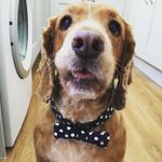 Ruby Gingey Byers - @gingeybag - Instagram