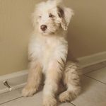 Ruby Byrd - @rubythesmallreddog - Instagram