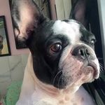 Ruby Cabral - @ruby_bulldogfrances - Instagram
