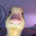 Ruby Cantrell - @rubylcantrell133 - Instagram