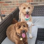 Ruby & Chewie - @ruby_and_chewie - Instagram