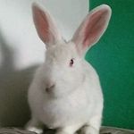 Ruby - @ruby.coelhinha - Instagram