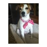 🐶Ruby Cope🐶 - @ruby_cope05 - Instagram