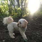 🐶Ruby Costello🐶 - @rubycossy - Instagram
