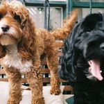 Rocket and Ruby Cotton-Elgood - @rocket_and__ruby - Instagram