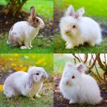 RuBy, Cotton, Sugar and Gâteau - @fluffybobobuns - Instagram