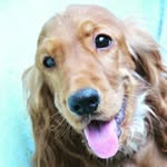 ruby the crocker - @ruby_the_crocker - Instagram