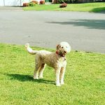 Ruby - @rubyredcrocketts_life - Instagram